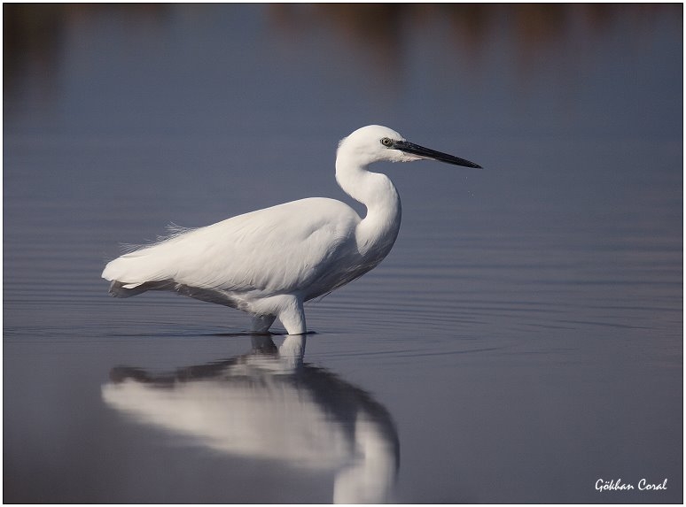 Küçük ak balıkçıl
