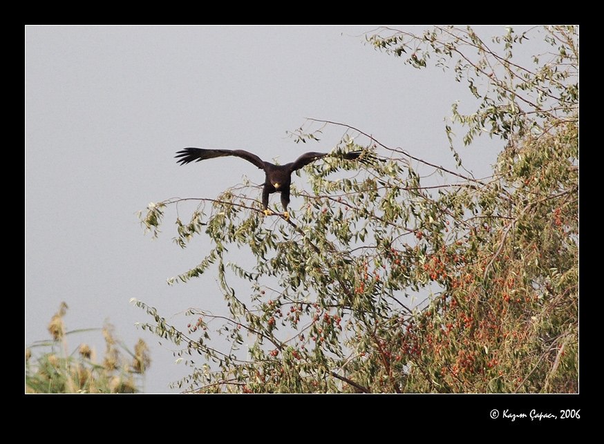 Büyük orman kartalı