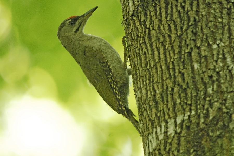 Küçük yeşil ağaçkakan