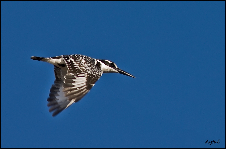 Alaca yalıçapkını