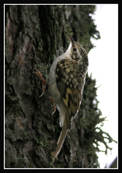 Orman tırmaşıkkuşu