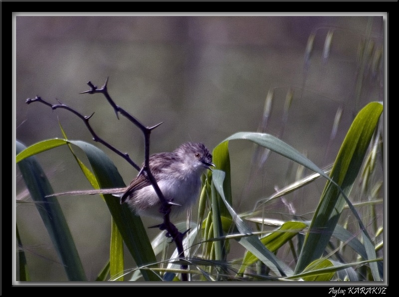 Dikkuyruklu ötleğen