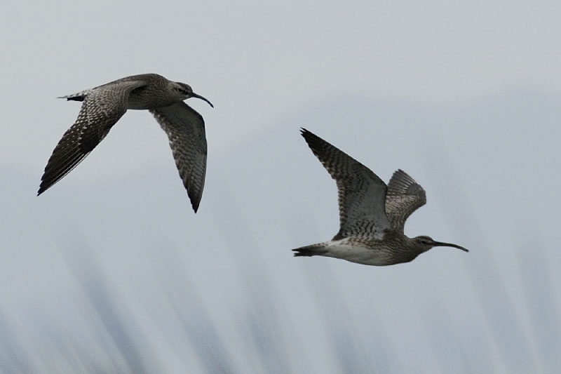 Sürmeli kervançulluğu