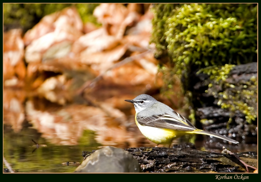 Dağ kuyruksallayanı