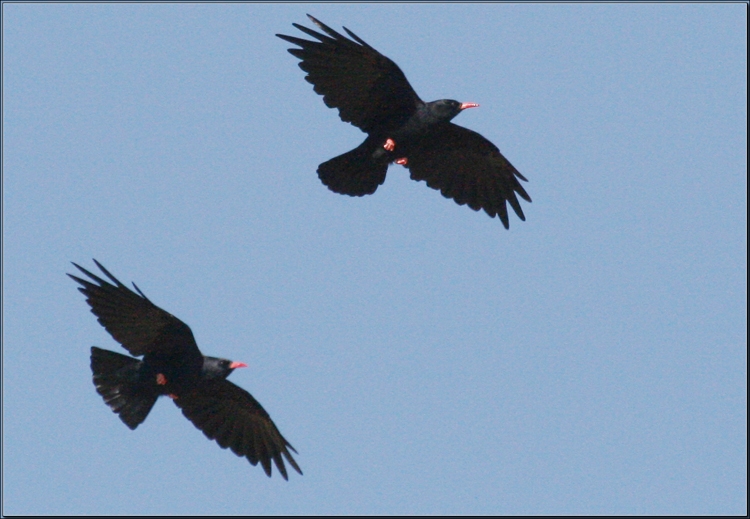 Kırmızıgagalı dağ kargası