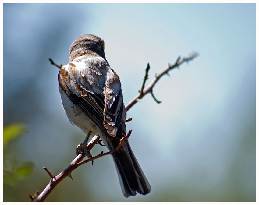 Kızılsırtlı örümcekkuşu
