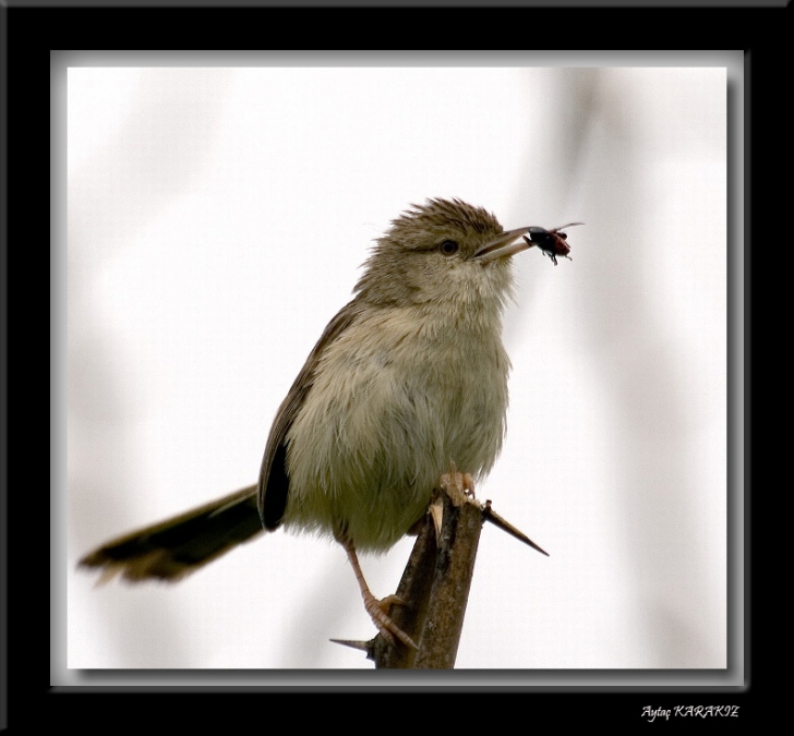 Dikkuyruklu ötleğen