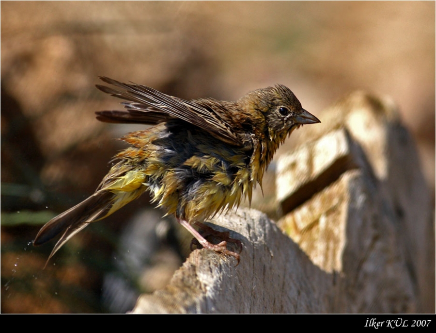 Karabaşlı kirazkuşu