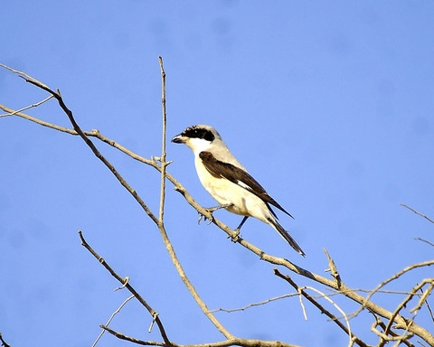 Karaalınlı örümcekkuşu
