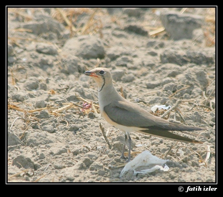 Bataklıkkırlangıcı