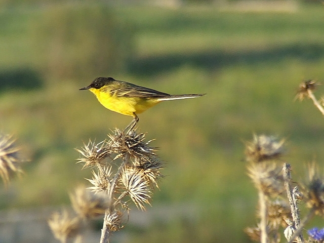 Sarı kuyruksallayan