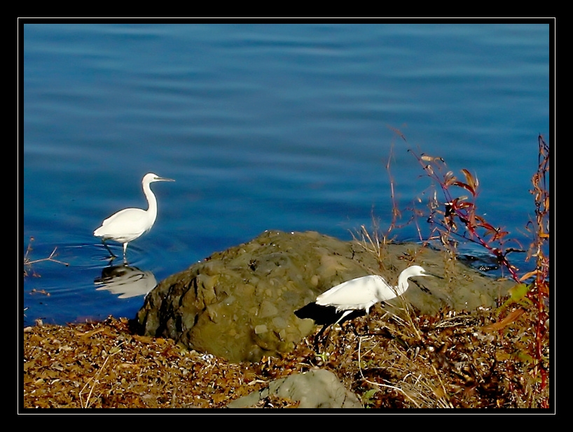 Küçük ak balıkçıl