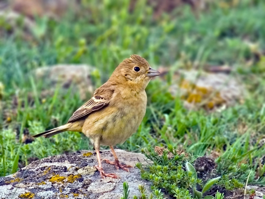 Karabaşlı kirazkuşu