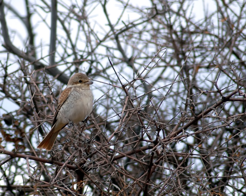 Kızılsırtlı örümcekkuşu