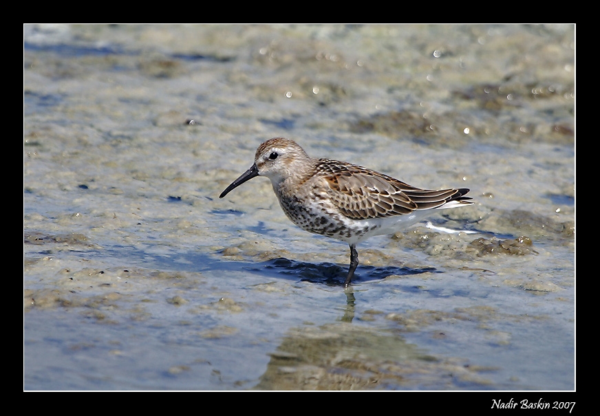 Karakarınlı kumkuşu