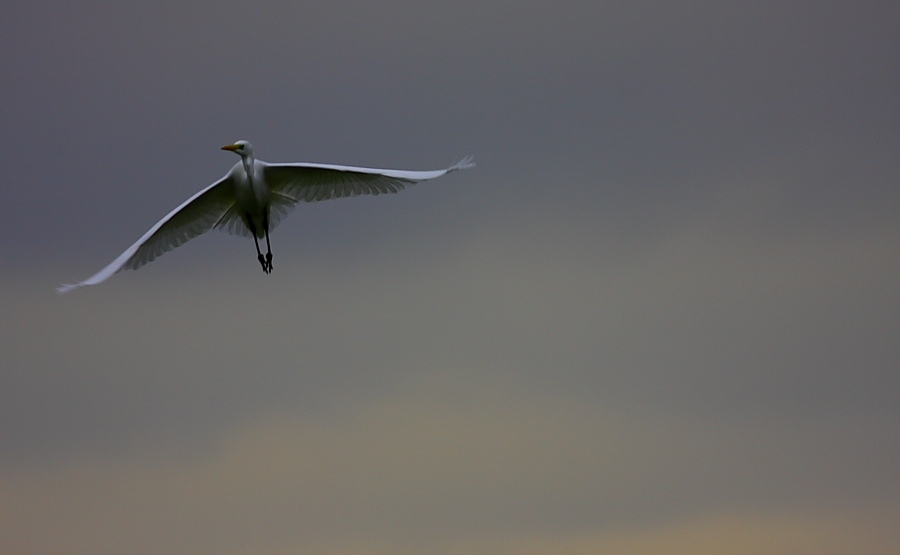 Büyük ak balıkçıl