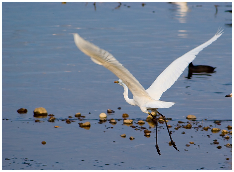 Büyük ak balıkçıl