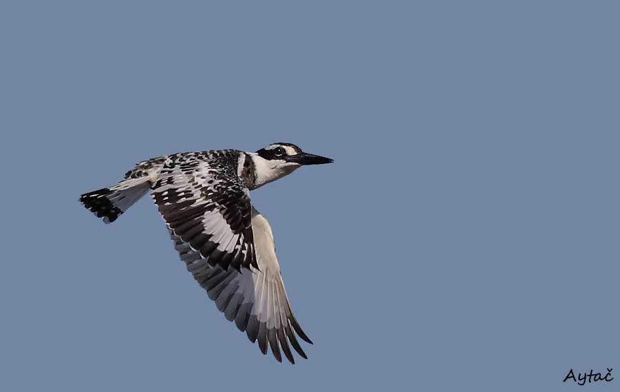 Alaca yalıçapkını