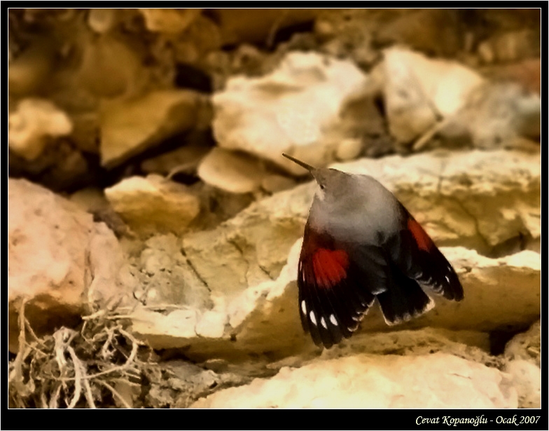 Duvar tırmaşıkkuşu