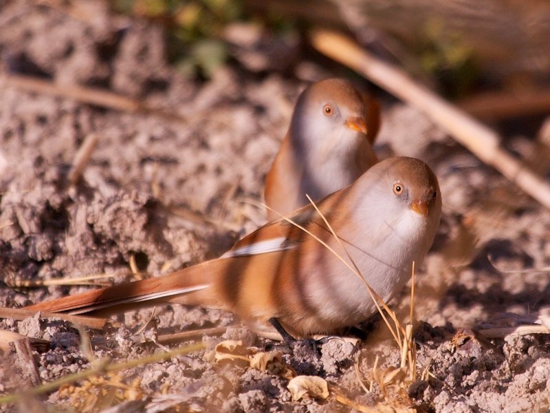 Bıyıklı baştankara