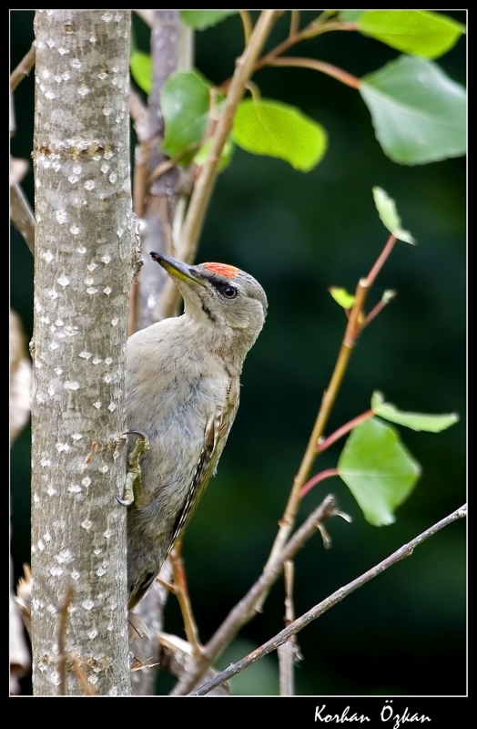 Küçük yeşil ağaçkakan