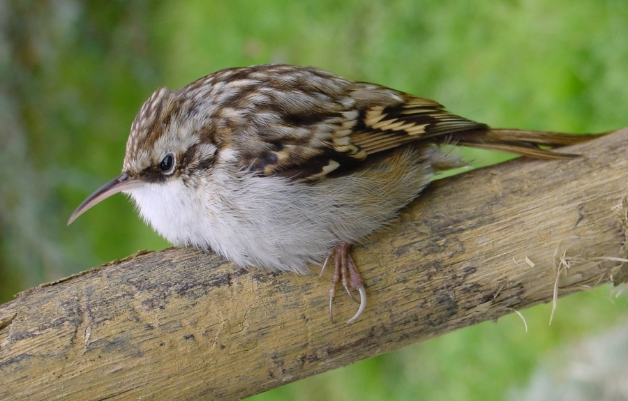 Orman tırmaşıkkuşu
