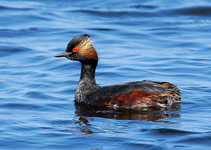 Karaboyunlu batağan