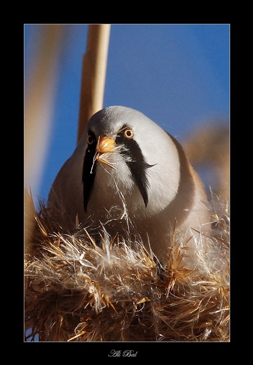 Bıyıklı baştankara