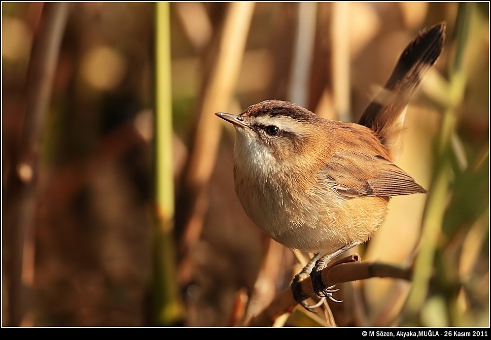 Bıyıklı kamışçın