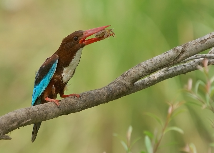 İzmir yalıçapkını