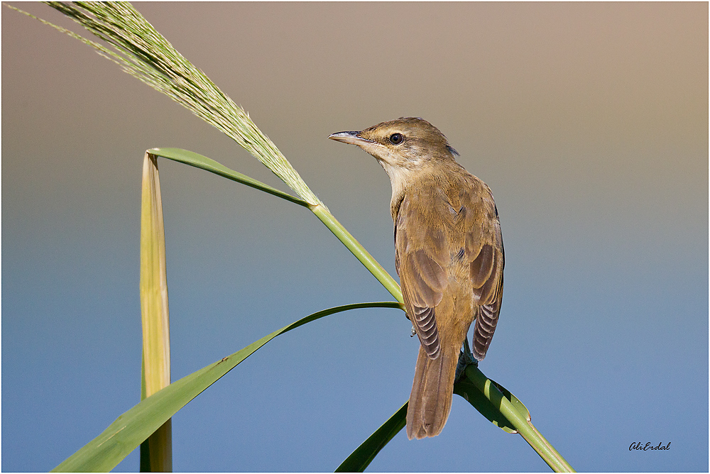 Büyük kamışçın