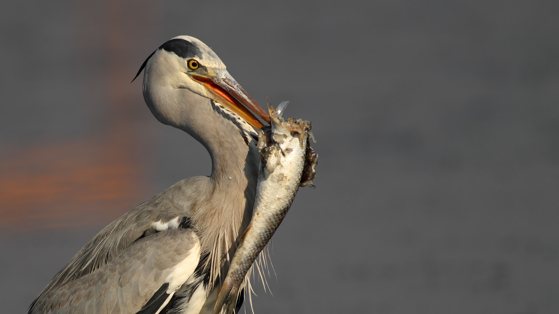 Gri balıkçıl » Grey Heron » Ardea cinerea