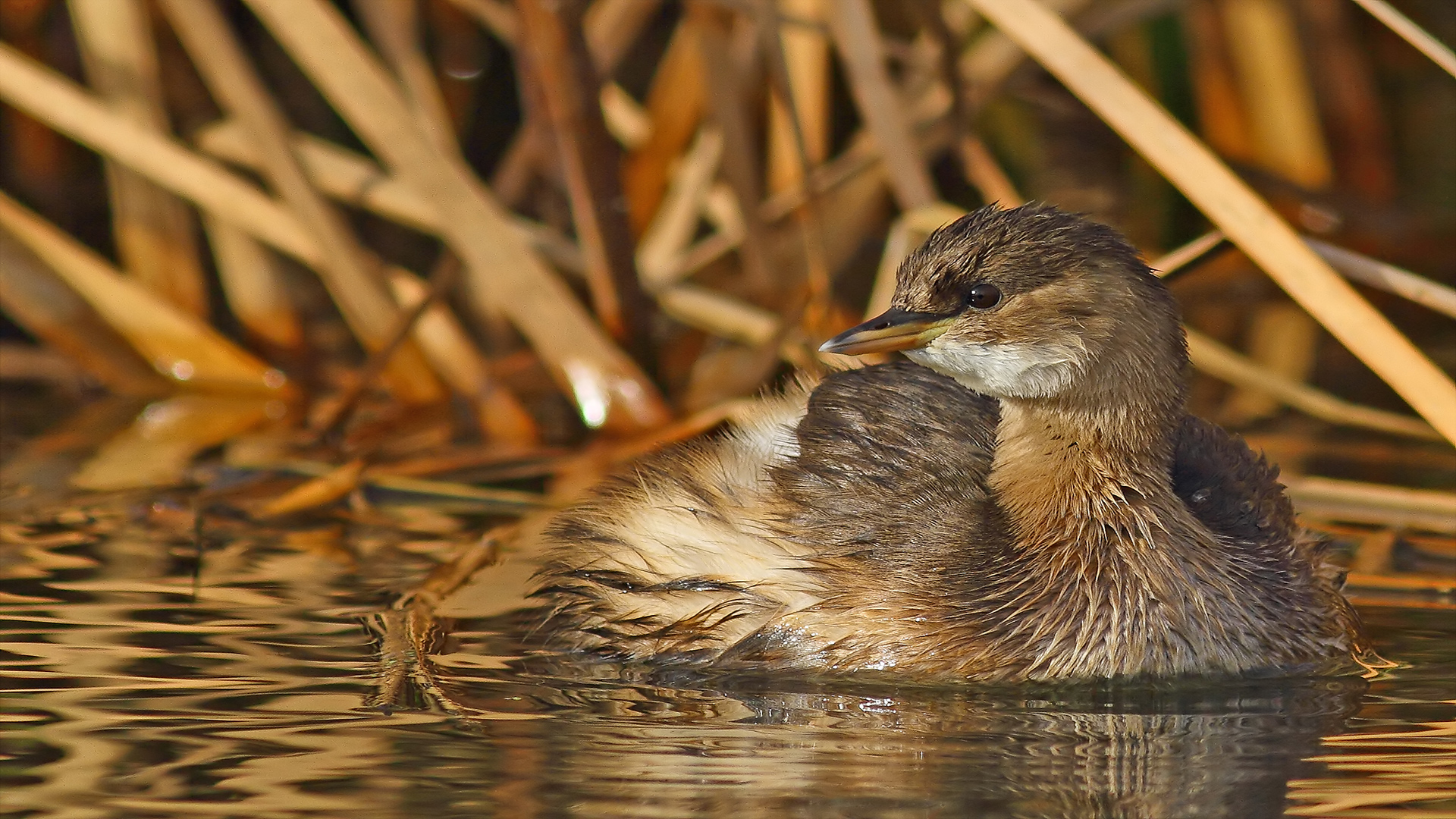 Küçük batağan » Little Grebe » Tachybaptus ruficollis
