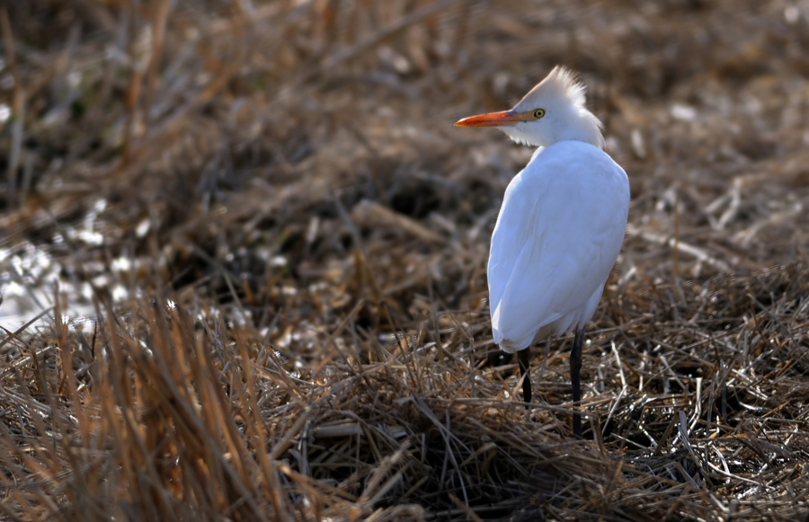 Sığır balıkçılı