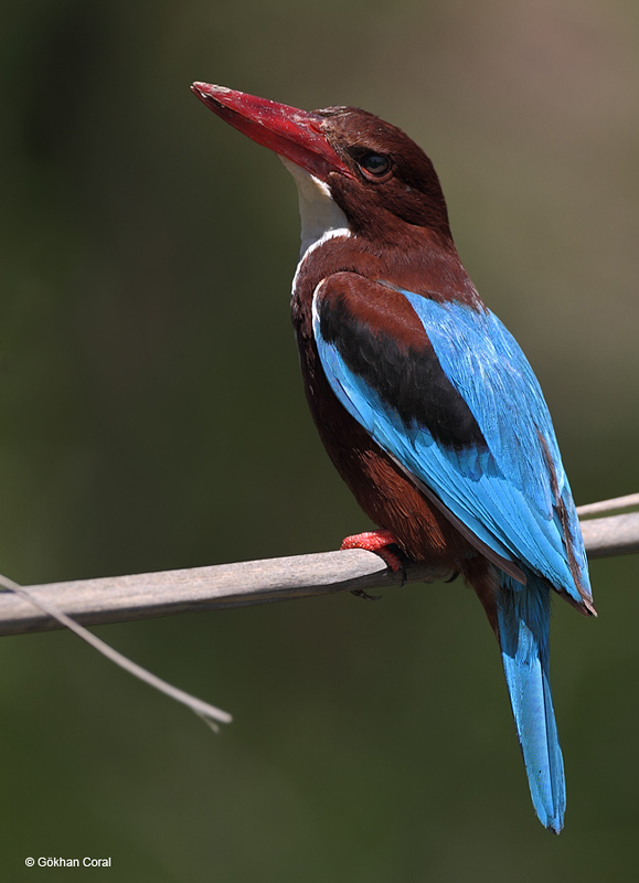 İzmir yalıçapkını