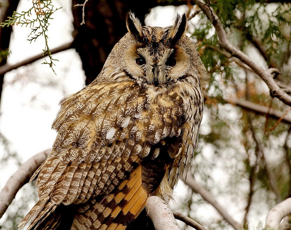 Kulaklı orman baykuşu