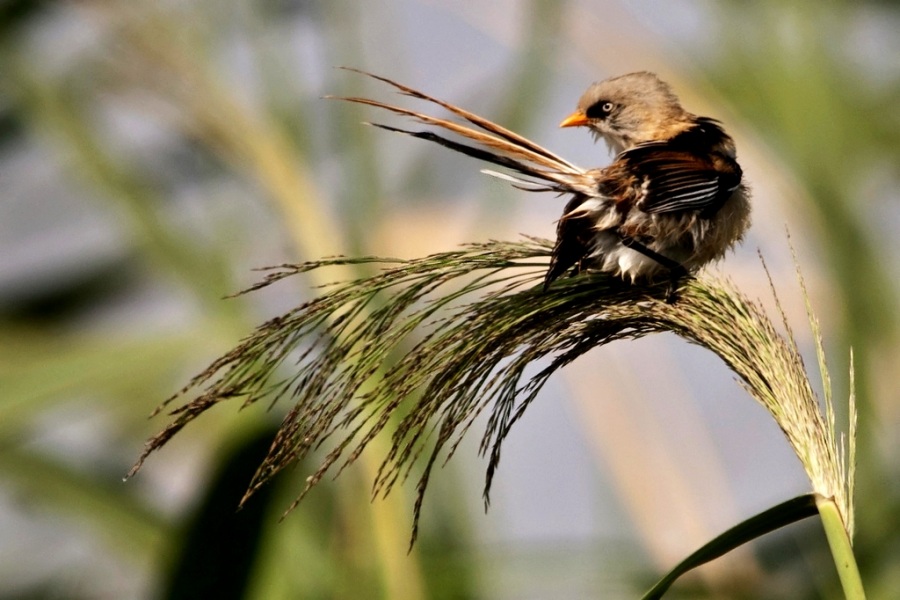 Bıyıklı baştankara