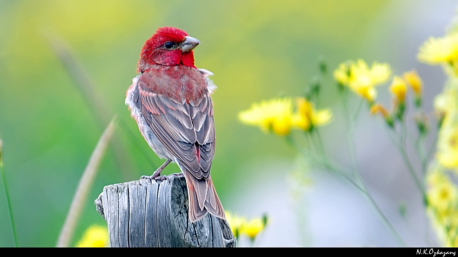 Çütre » Common Rosefinch » Carpodacus erythrinus