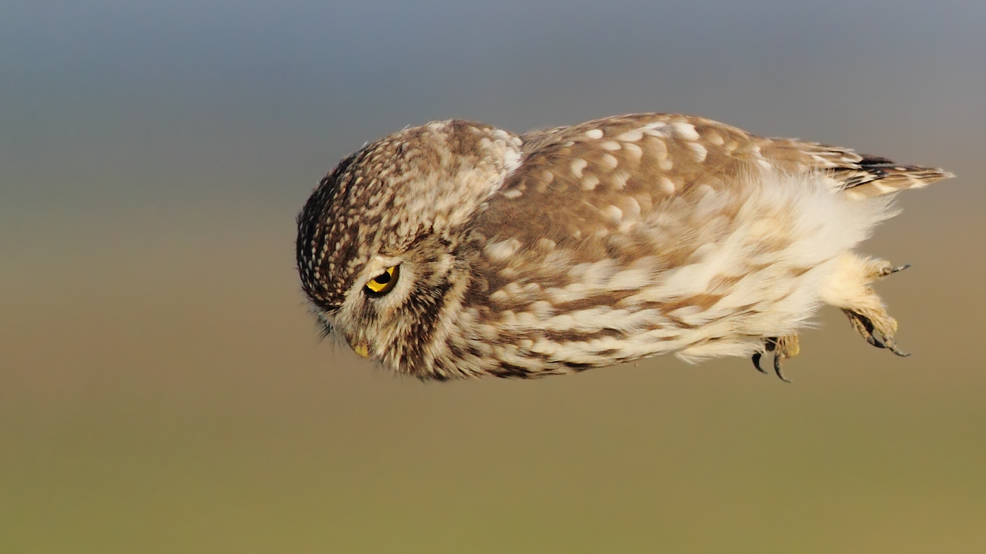 Kukumav » Little Owl » Athene noctua
