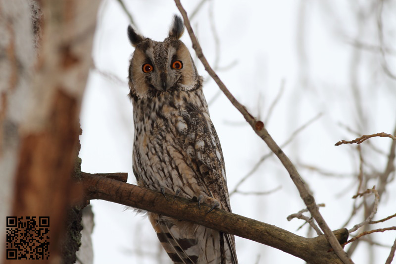 Kulaklı orman baykuşu
