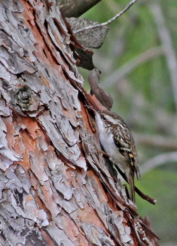 Bahçe tırmaşıkkuşu