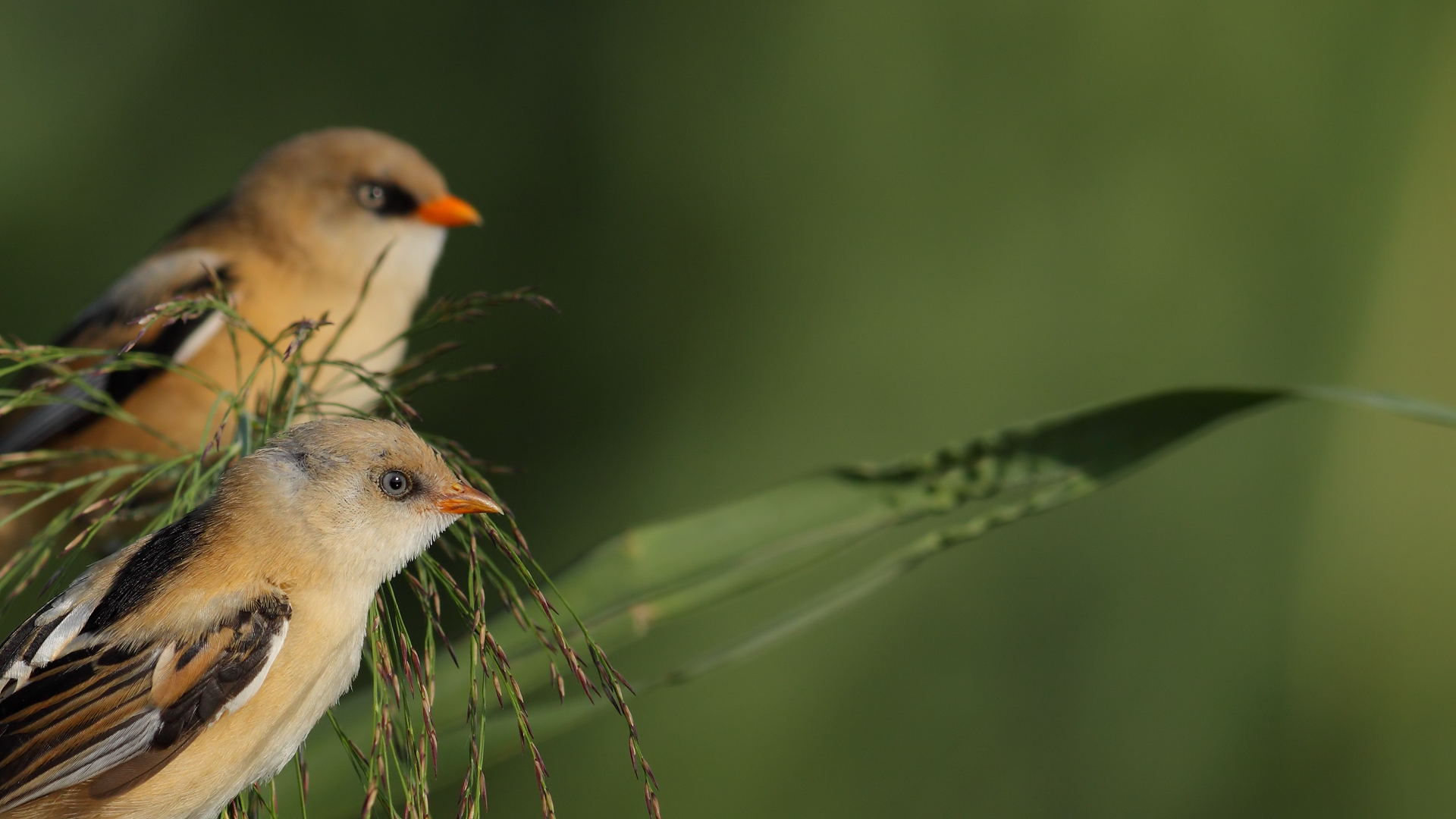 Bıyıklı baştankara » Bearded Reedling » Panurus biarmicus