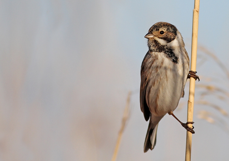 Bataklık Kirazkuşu