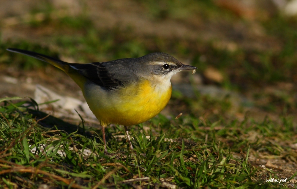 Dağ kuyruksallayanı