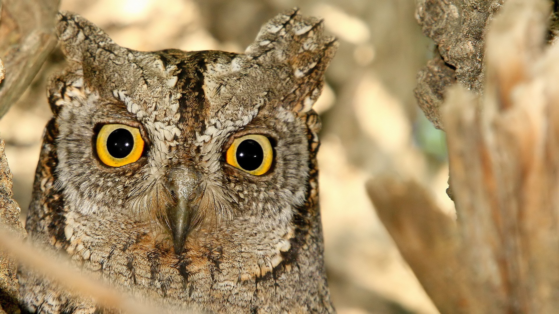 İshakkuşu » Eurasian Scops Owl » Otus scops