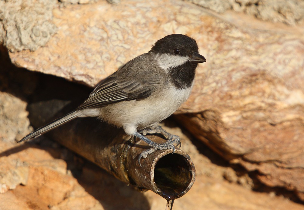 Akyanaklı baştankara