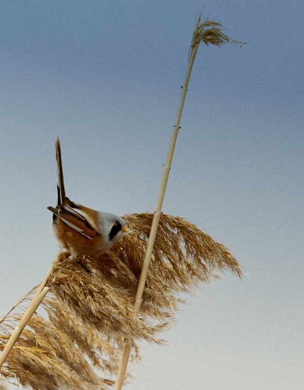 Bıyıklı baştankara
