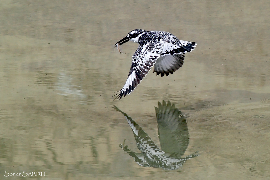 Alaca yalıçapkını