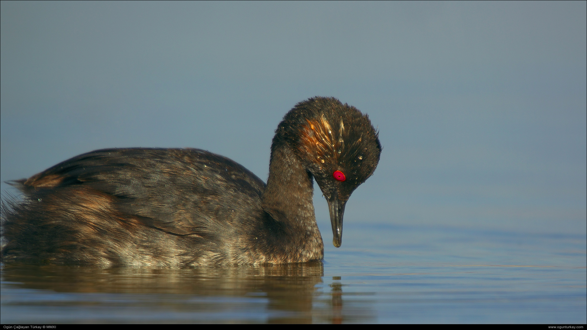 Karaboyunlu batağan » Black-necked Grebe » Podiceps nigricollis