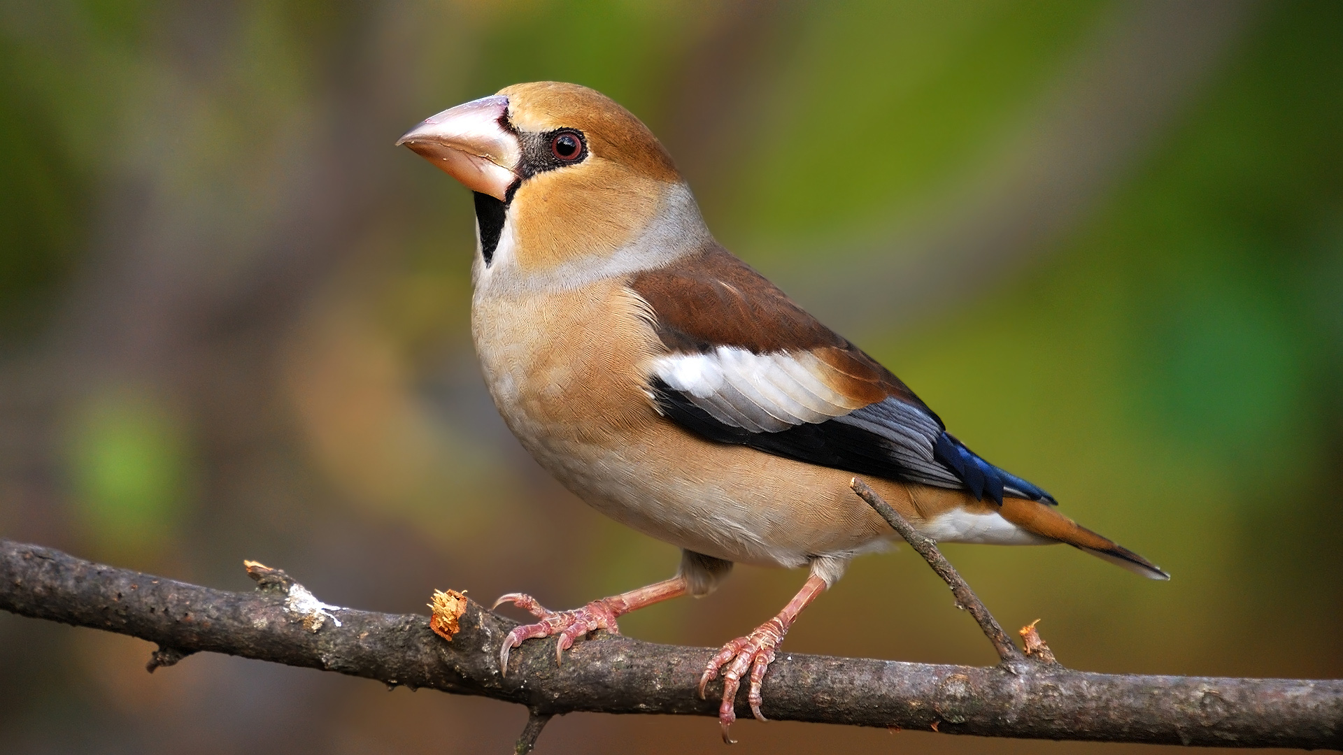 Kocabaş » Hawfinch » Coccothraustes coccothraustes